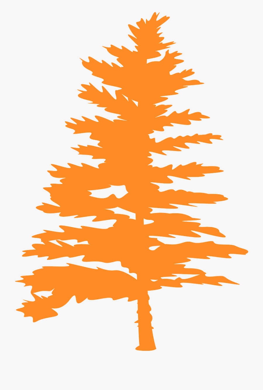 White Spruce Silhouette, Transparent Clipart