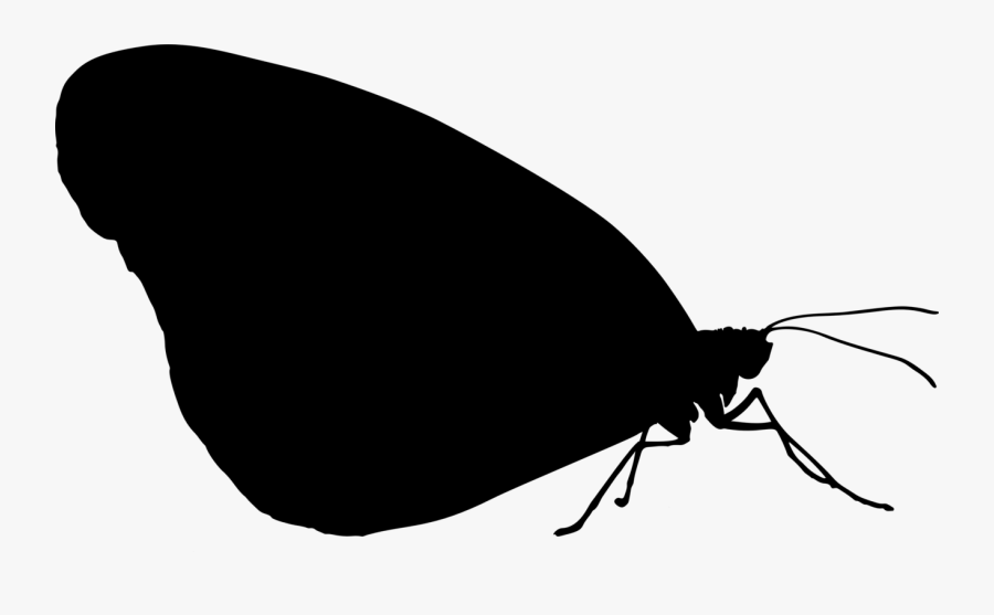 Photography - Transparent Insect Silhouette, Transparent Clipart