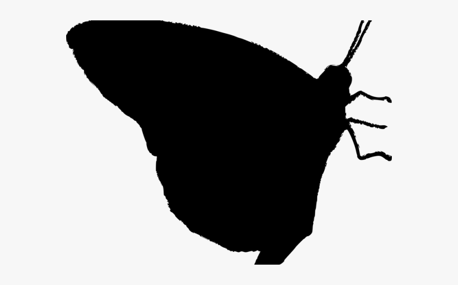 Transparent Butterfly Vector Png, Transparent Clipart