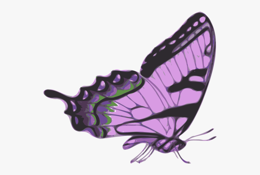 Side Of Butterfly Clipart - Butterfly Side View, Transparent Clipart