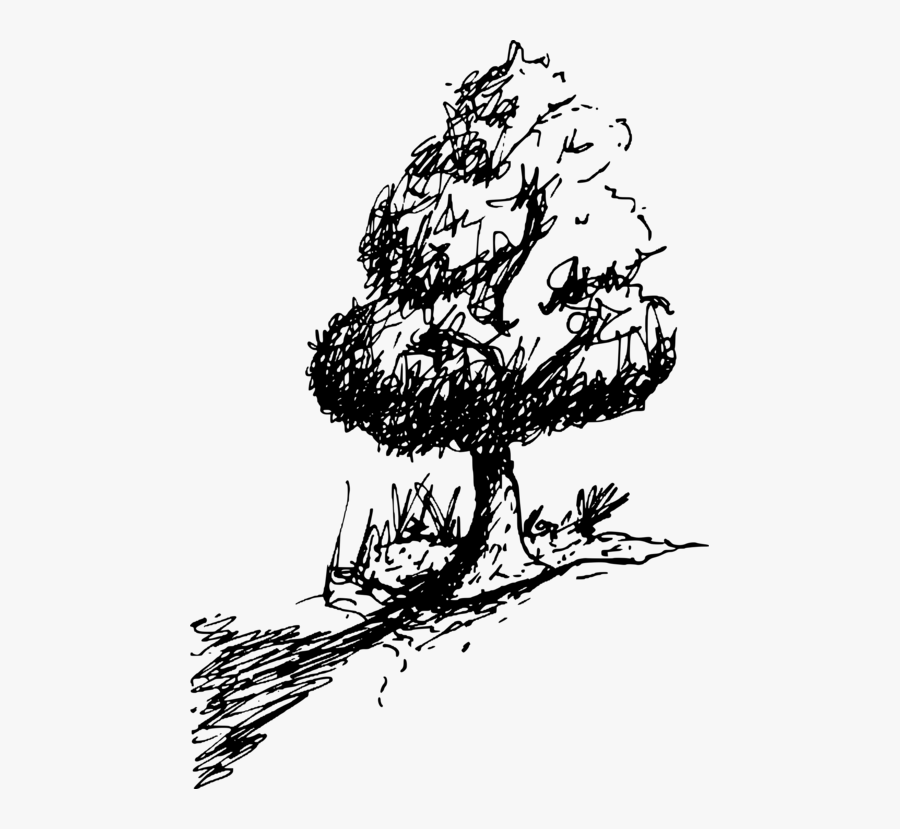 Art,monochrome Photography,conifer - Illustration, Transparent Clipart