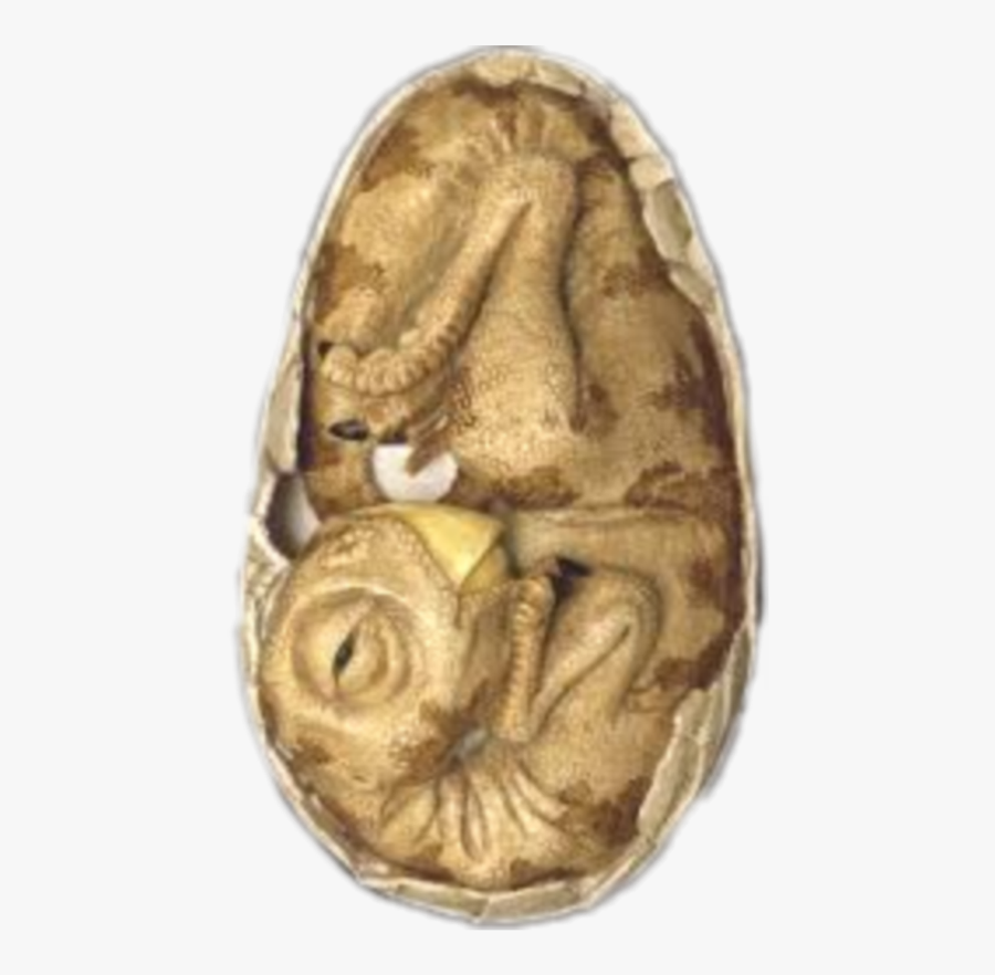 #fossil #dinosauregg #dinosaurbaby #dinosaur #egg - Brass, Transparent Clipart