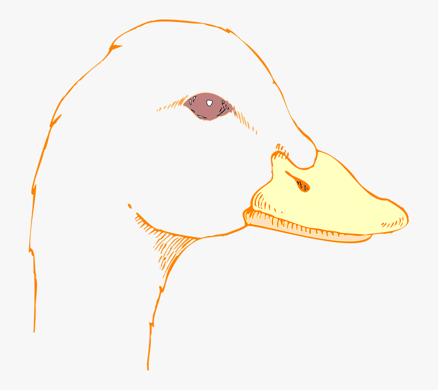 Duck Head Png - Draw A Duck Head, Transparent Clipart