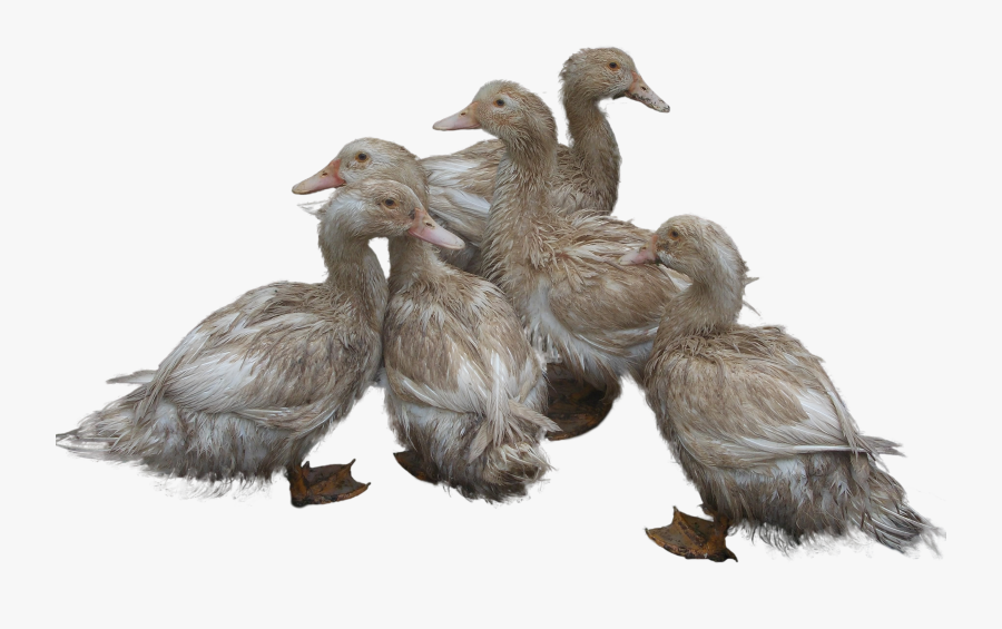 Ducks Png Image - Ducks Png, Transparent Clipart
