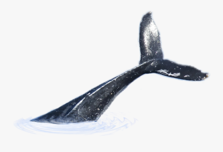 Whale Tail Whale Tail Png Free Transparent Clipart Clipartkey