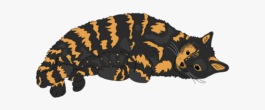 Cat, Tortoiseshell Cat, Cute Cat, Tortoiseshell, Kitty - Insect , Free ...