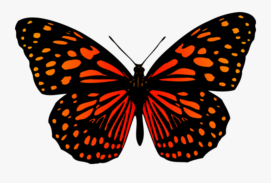 Butterfly 17 - Butterfly Drawing Images With Colour, Transparent Clipart
