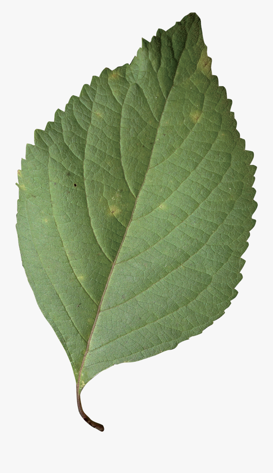 Callicarpa Americana Leaf - Canoe Birch, Transparent Clipart