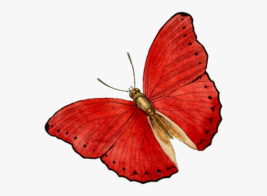 Butterfly, Transparent Clipart