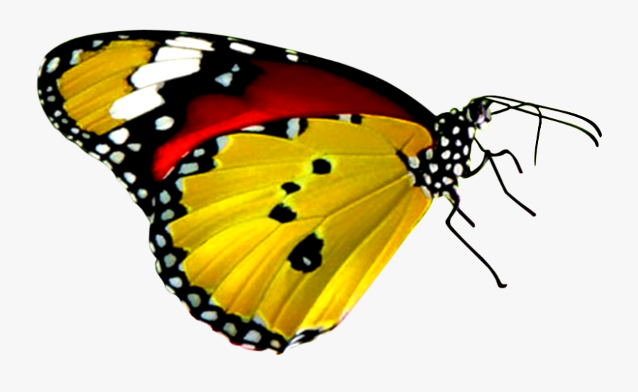 Butterfly Png Yellow - Red Yellow And Black Butterfly, Transparent Clipart