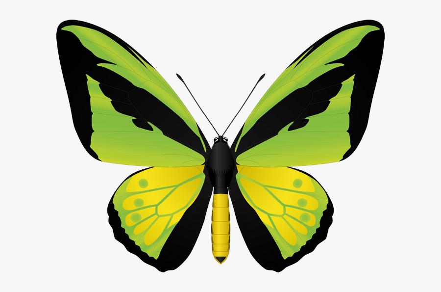 Butterfly, Transparent Clipart