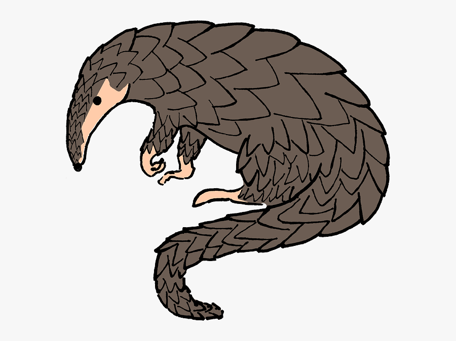 Pangolin Clipart, Transparent Clipart