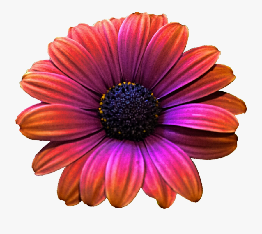 Transparent Daisy Png - Clip Art, Transparent Clipart