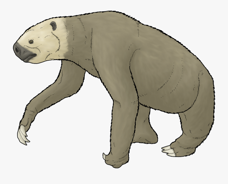Megalonyx Wheatleyi, Transparent Clipart
