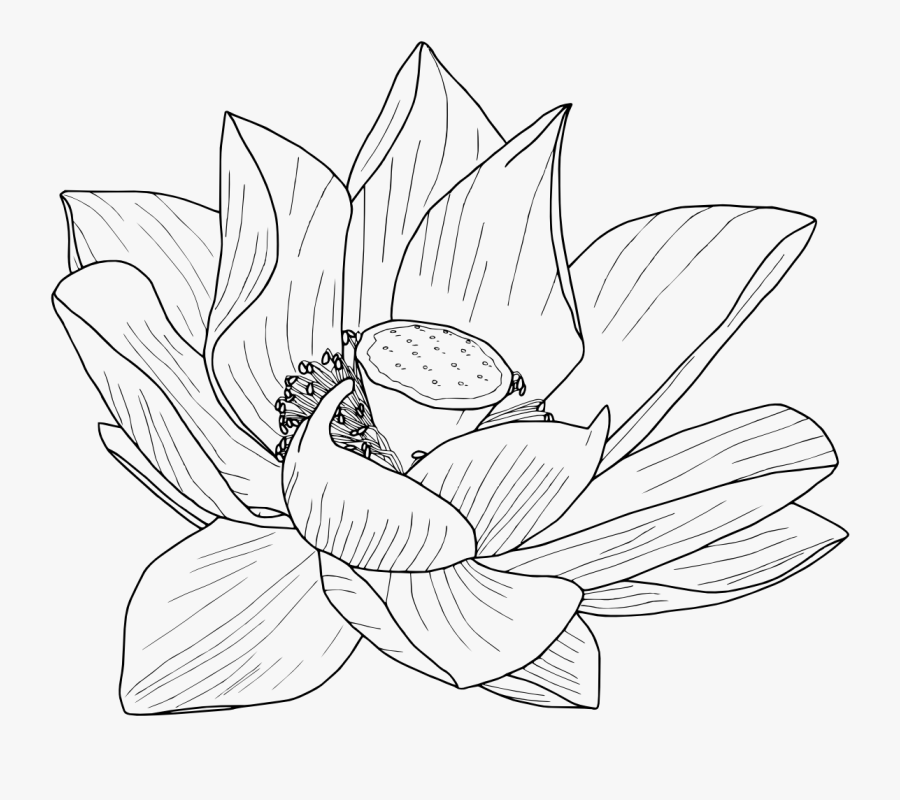 Eleletsitz Transparent Black And White Flowers Tumblr - Flower Outline Transparent Background, Transparent Clipart