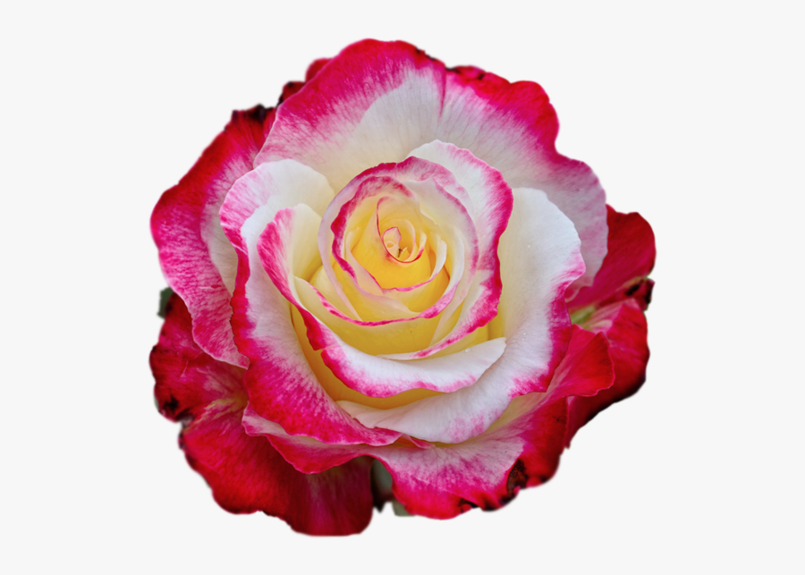 Rose Images, Colorful Roses, Borders And Frames, High - Hd Colorful Flower Png, Transparent Clipart