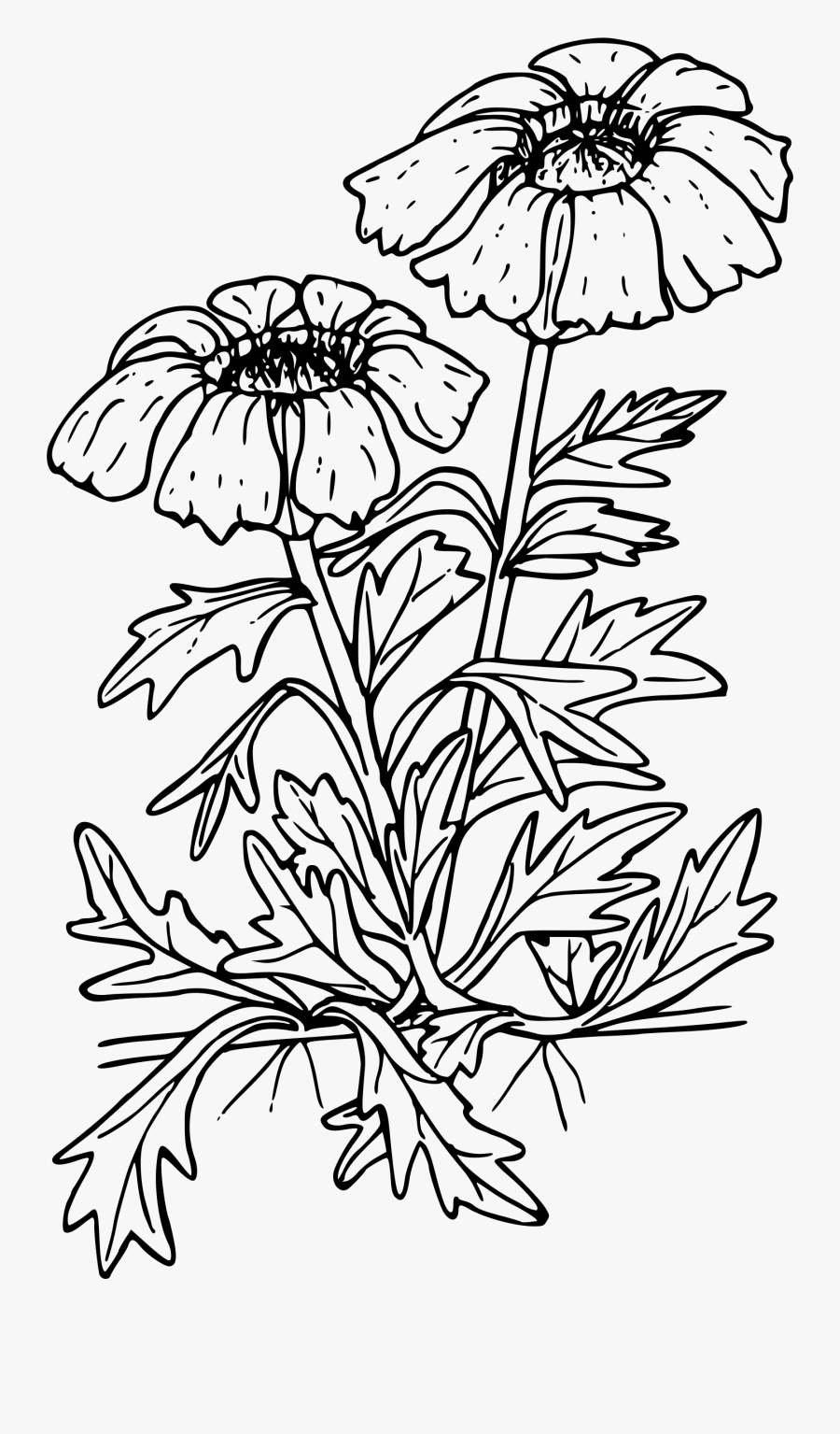 Oregon Sunshine Clip Arts - Lesson Plan, Transparent Clipart