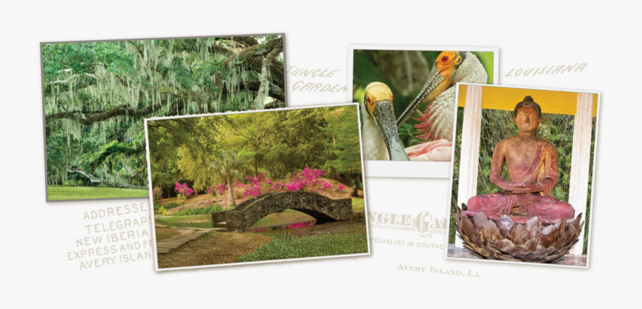 Home Collage 08 - Botanical Garden, Transparent Clipart
