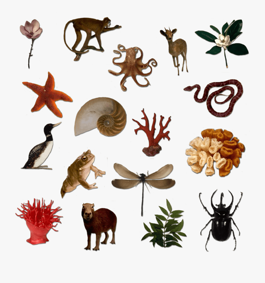 Silhouettes Of Many Living Things - Free Download Image Of Living Things, Transparent Clipart