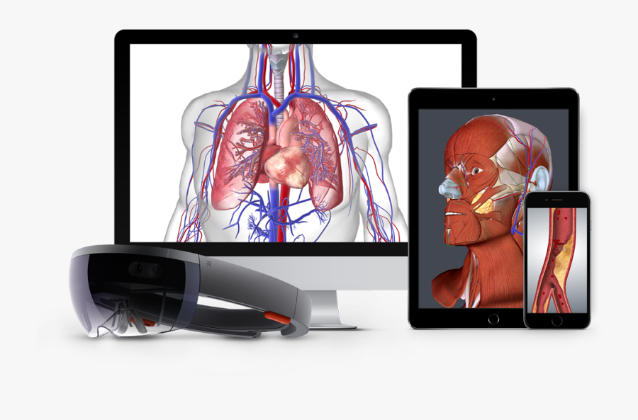 Come È Fatto Il Cuore, Transparent Clipart