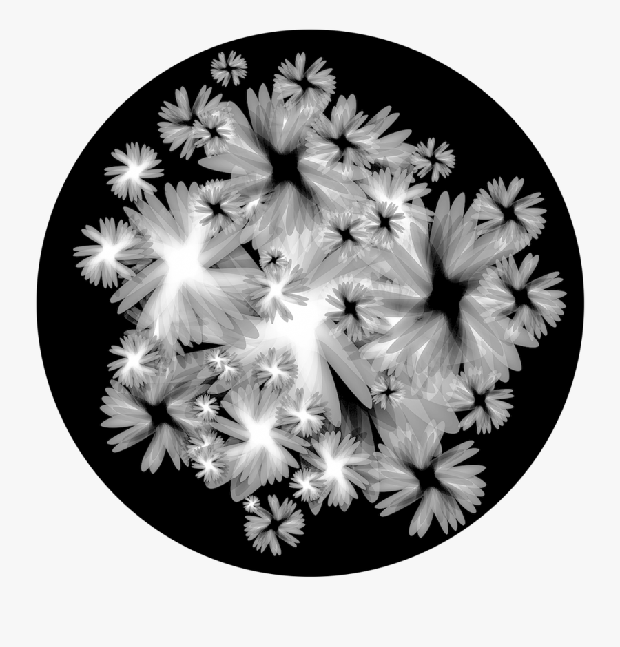 Apollo Design Sr-6197 Frosted Pane B&w Superresolution - Camomile, Transparent Clipart