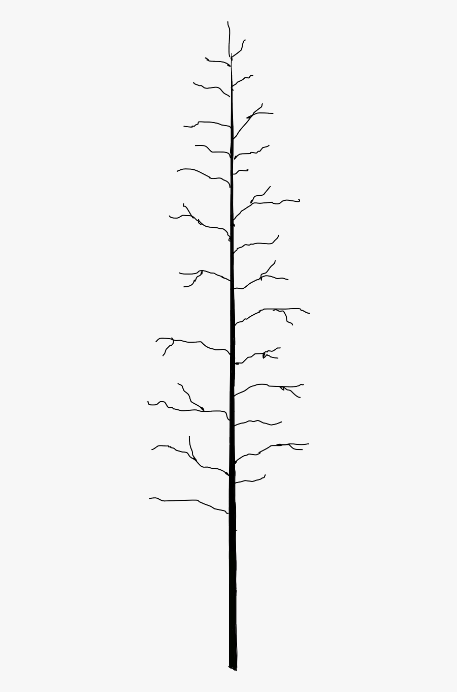 Tree, Transparent Clipart