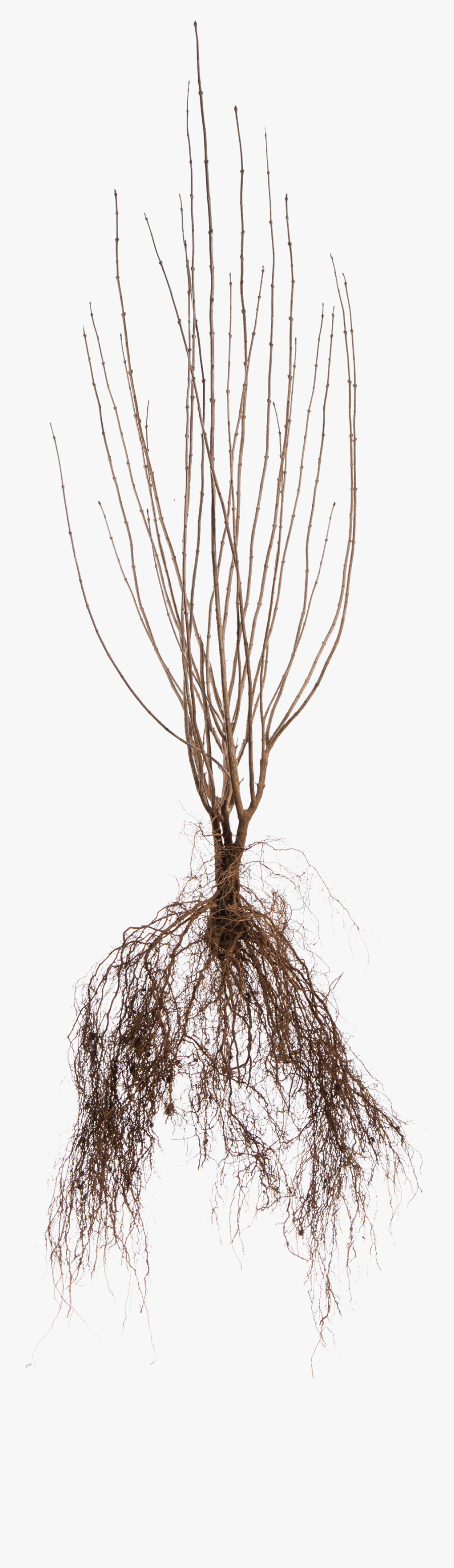 Pond Pine, Transparent Clipart