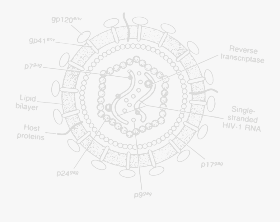 Circle, Transparent Clipart
