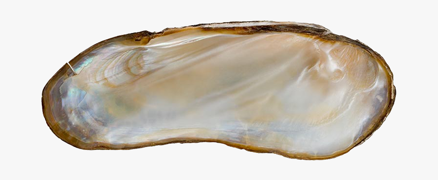 Clip Art Clam With Pearls Inside - Ballet Flat, Transparent Clipart