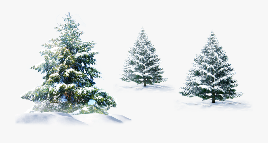 Polar Bear Christmas Tree Christmas Tree - Pine Trees Snow Png, Transparent Clipart