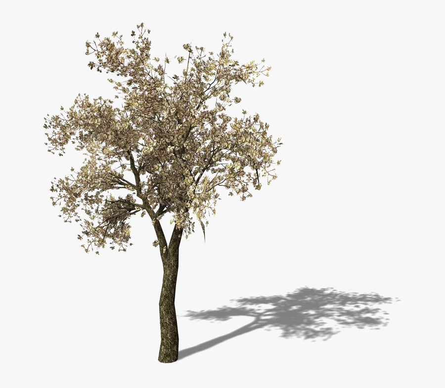 Tomato Tree Pear Asian Yellow Free Frame Clipart - Growing Pear Tree Png, Transparent Clipart