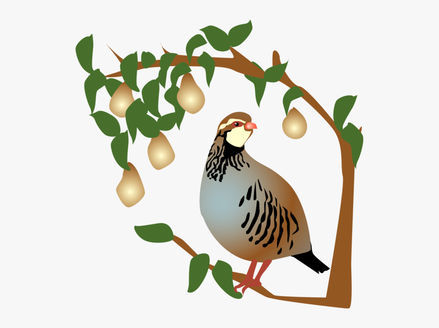 Download 12 Days Of Christmas Partridge In A Pear Tree , Free ...