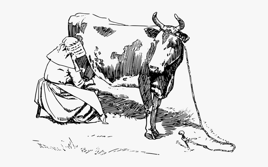 Milking A Cow Drawing, Transparent Clipart