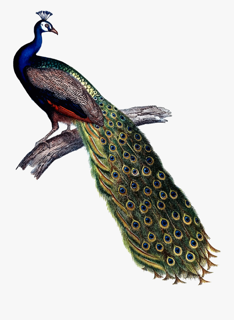 Indian Peacock Clip Arts - Peacock Images Hd Png, Transparent Clipart