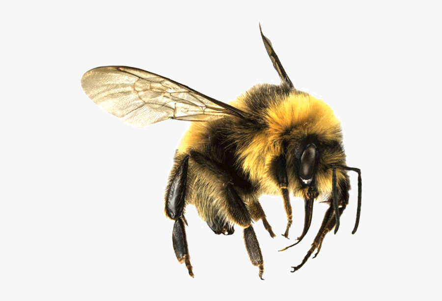 Flying Bee Png - Bees And Wasps , Free Transparent Clipart - ClipartKey.