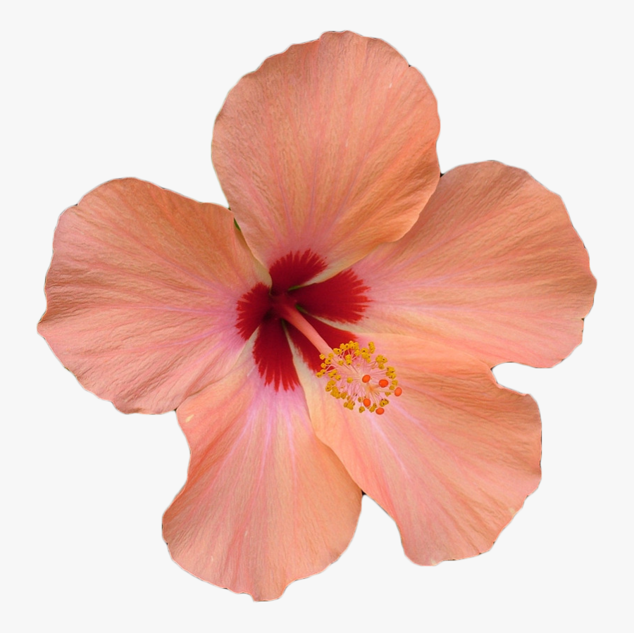 Transparent Hawaiian Flowers Png - Pink Hawaii Flower Png, Transparent Clipart