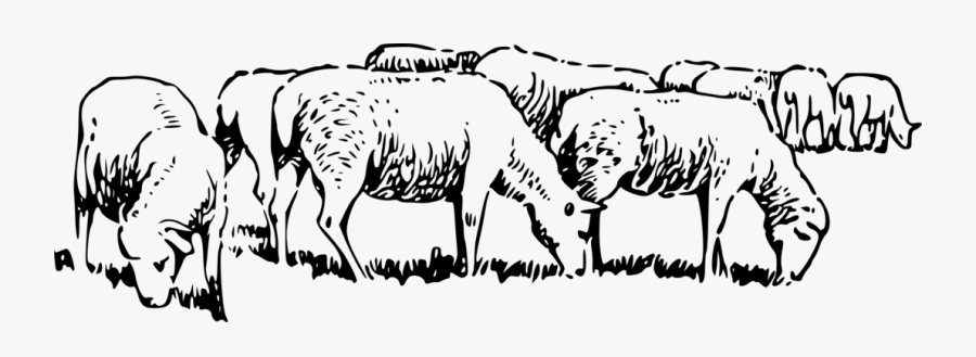 Flock Of Sheep Clipart Black And White, Transparent Clipart