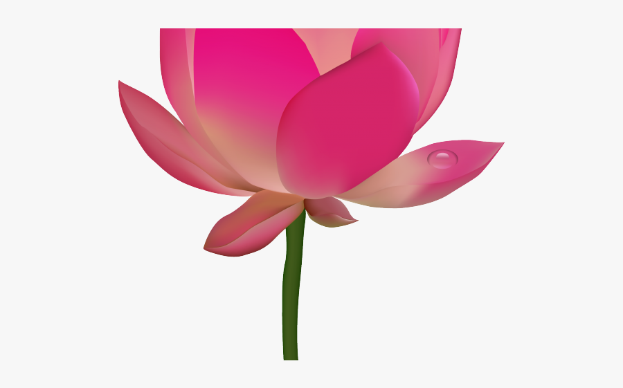 Lotus Clipart Png, Transparent Clipart