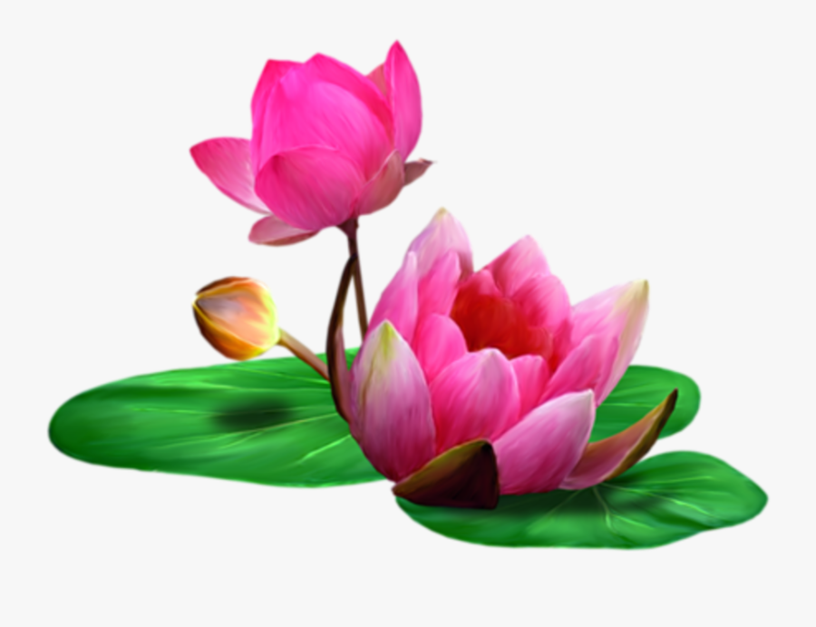 Lotus Clip Art - Transparent Background Lotus Flowers Png, Transparent Clipart