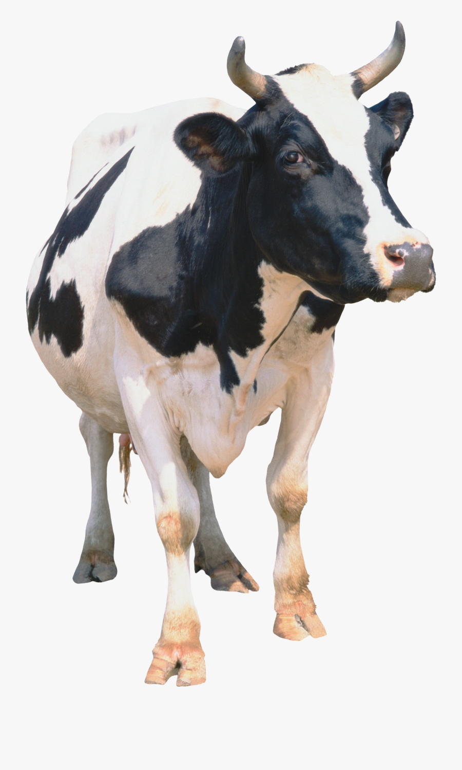 Cow Png, Transparent Clipart