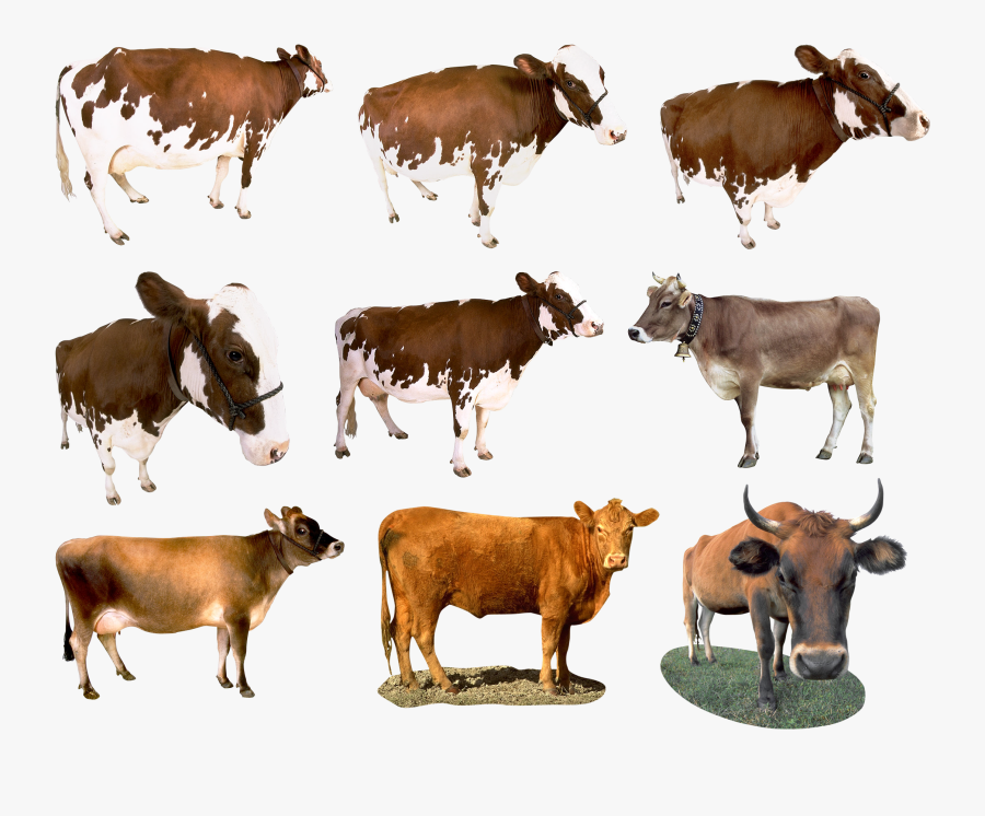 Cow Png - Dairy Cow, Transparent Clipart