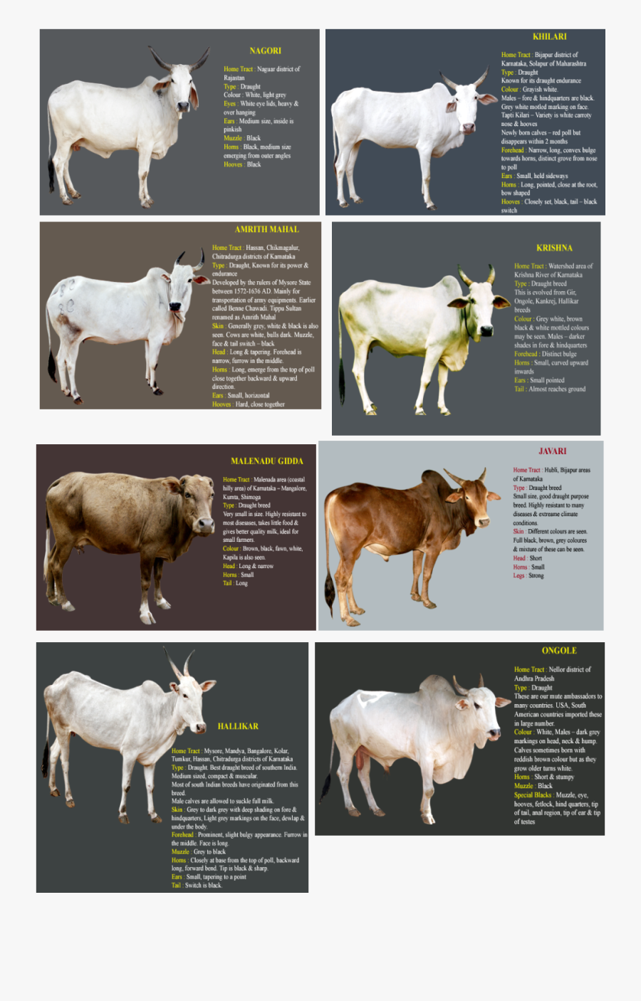 1409423136 - Indian Cow Breeds Name, Transparent Clipart
