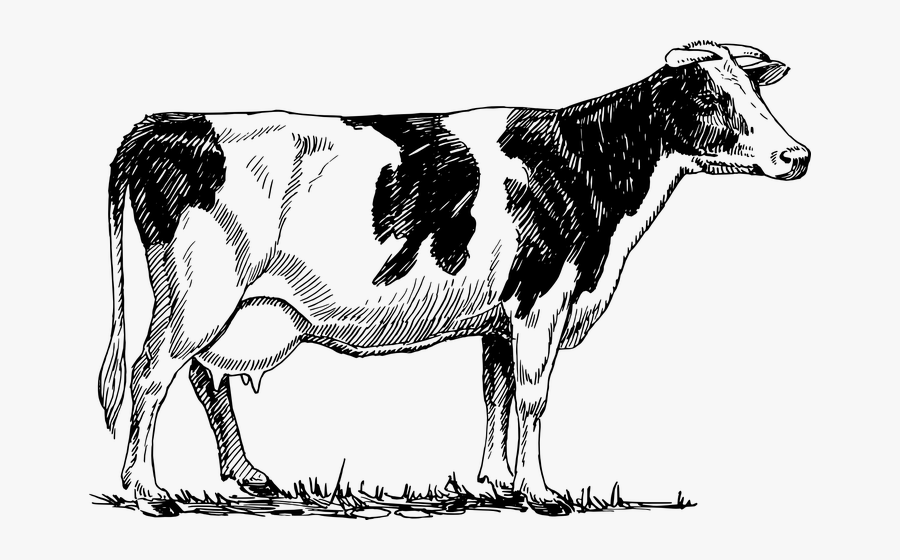 Model Essay On Cow For Students - Vaca En Blanco Y Negro, Transparent Clipart