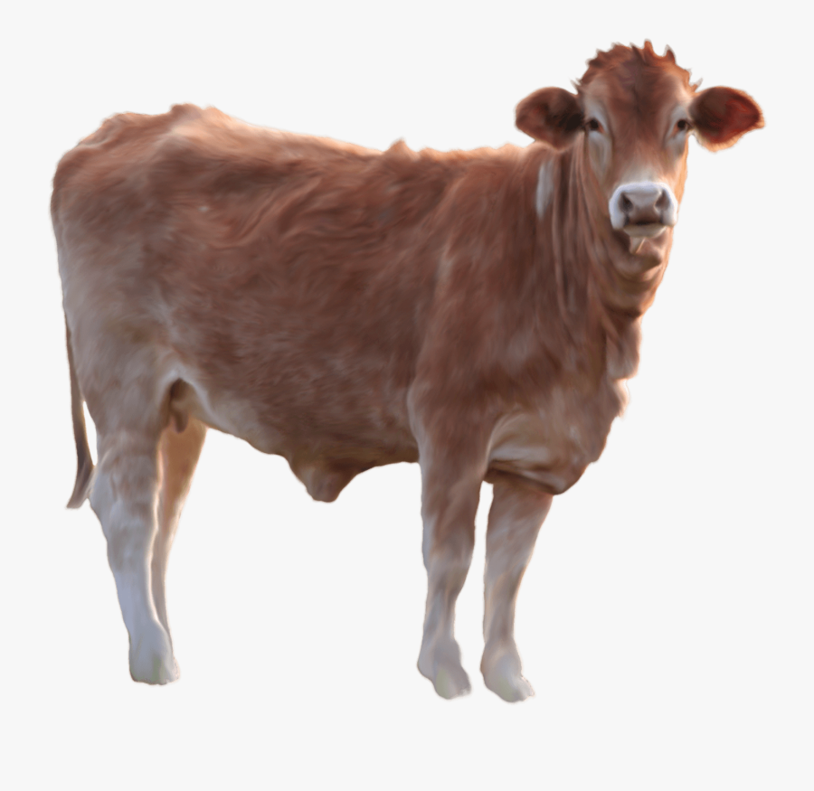 Brown Cow Transparent Background, Transparent Clipart