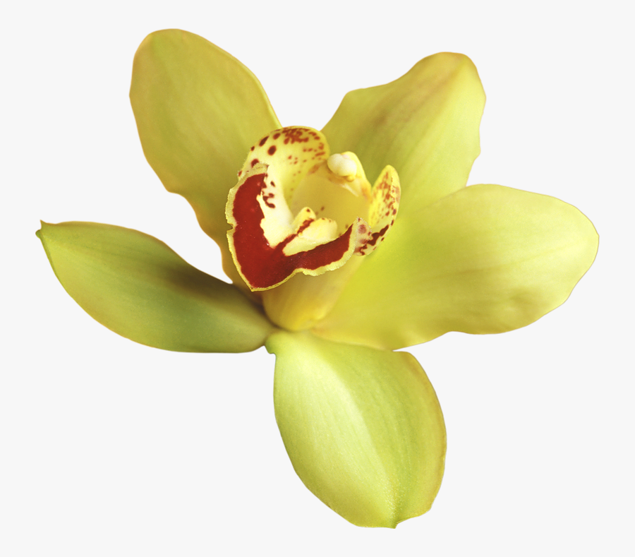 Orchid Transparent Yellow - Transparent Flowers Png Orchid, Transparent Clipart