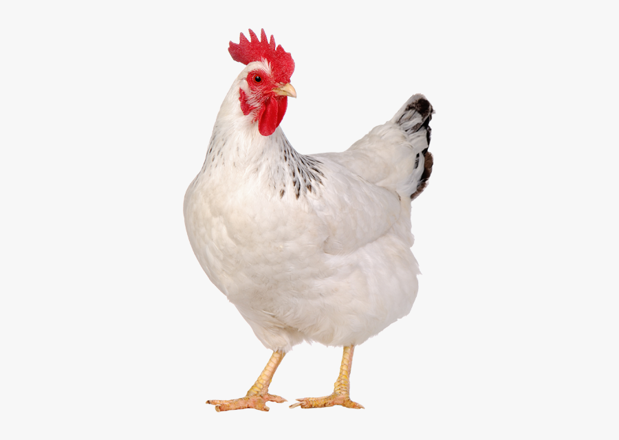 Live Chicken Png - Suguna Chicken, Transparent Clipart