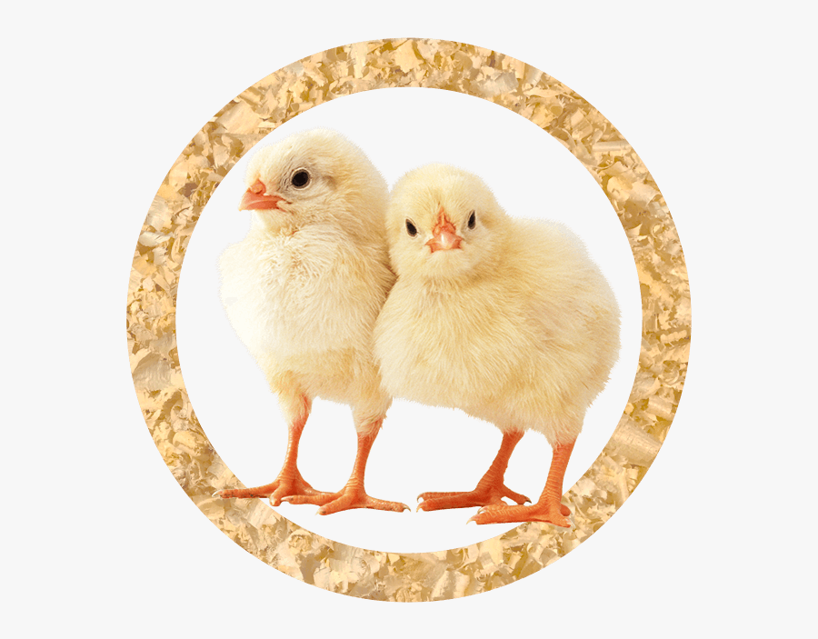Broiler Chicks - Chicken Animal, Transparent Clipart