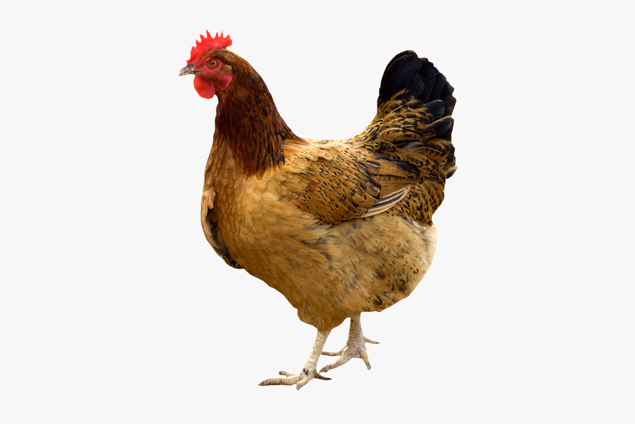 Kadaknath Broiler Giriraja Poultry Chicken As Food - Hen Hd, Transparent Clipart