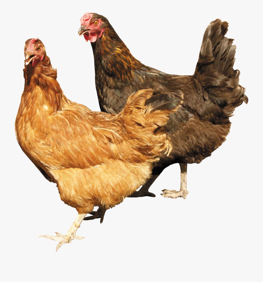 Chickens Png, Transparent Clipart