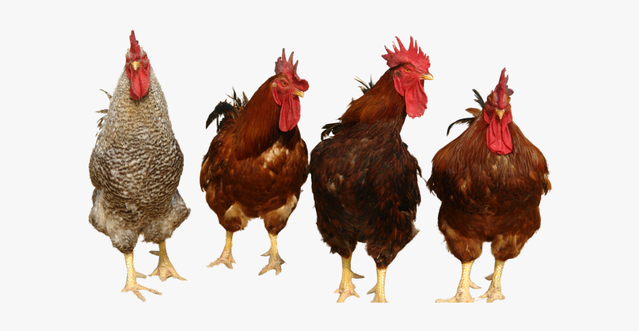 Chicken Transparent Png Images Free Download - Chickens Png, Transparent Clipart